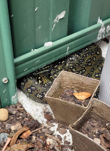 Diamond Python sighting