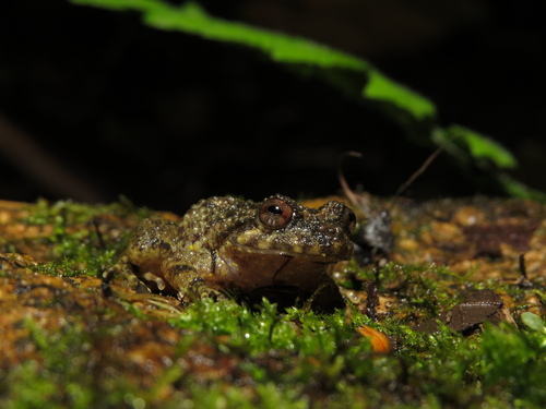 Heyer's Button Frog, Cycloramphus rhyakonastes