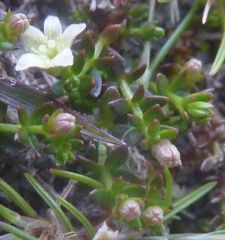 Galium perpusillum