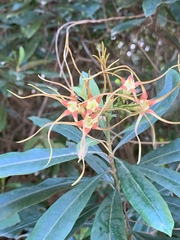 Strophanthus speciosus
