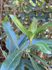 Strophanthus speciosus