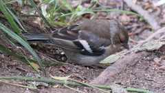 Fringilla coelebs