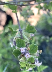Lippia palmeri