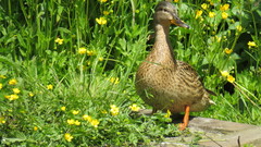 Anas platyrhynchos