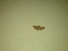 Nausinoe geometralis