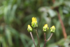 Munnozia senecionidis
