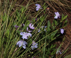 Ajugoideae