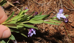Ajugoideae