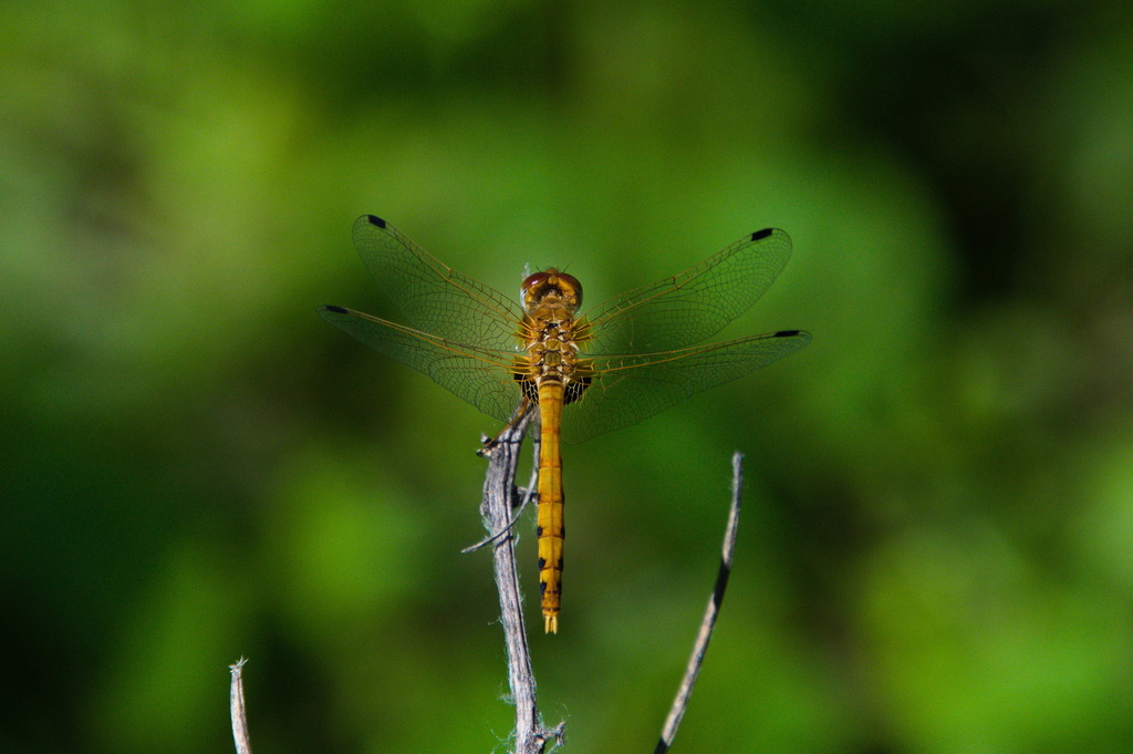 Spot-winged Meadowhawk
