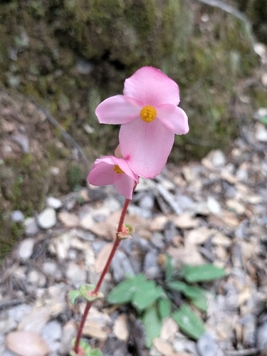 Begonia tapatia, photograph 1