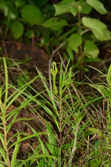 Ceropegia mohanramii