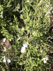 Teucrium glandulosum