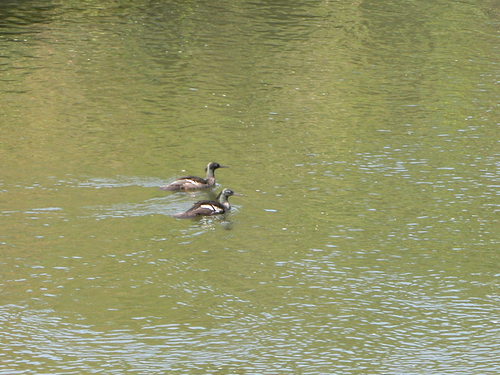 Brazilian Merganser (Mergus octosetaceus), photo 6