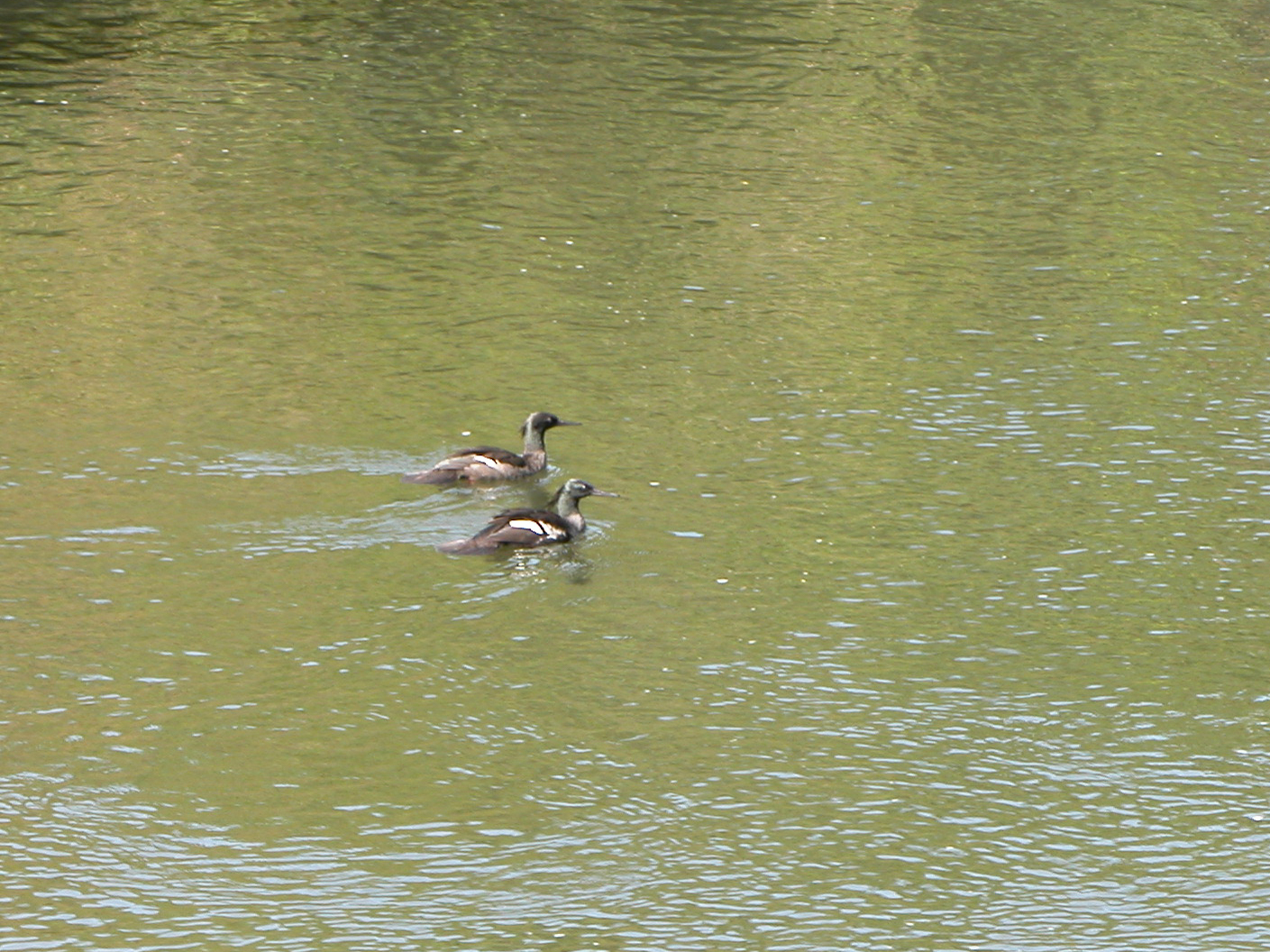 Brazilian Merganser (Mergus octosetaceus), photo 9