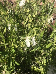 Teucrium glandulosum