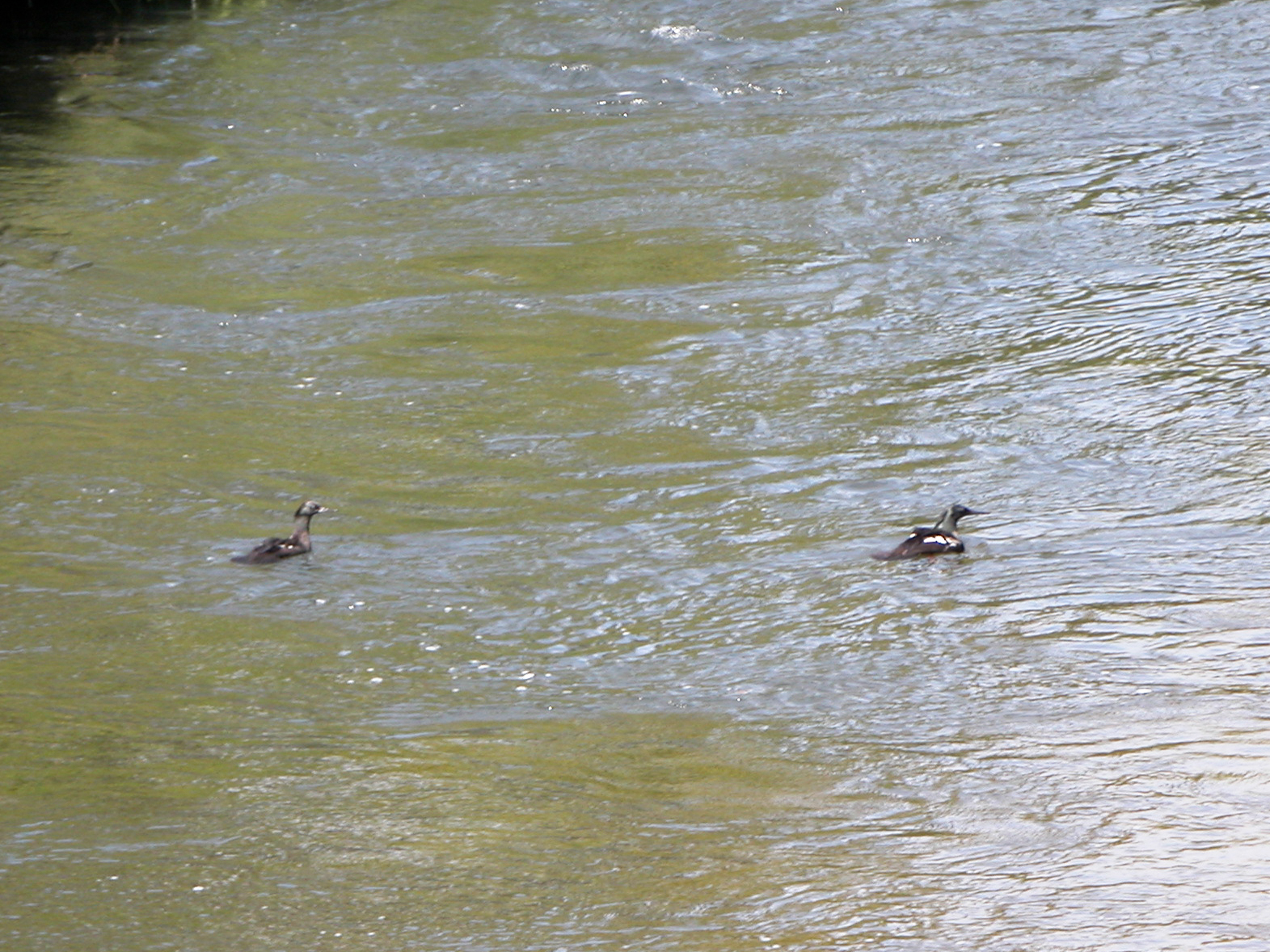 Brazilian Merganser (Mergus octosetaceus), photo 10