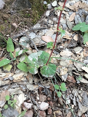 Begonia tapatia, photograph 2