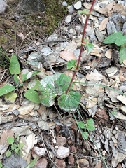 author not stated, no rights reserved Begonia tapatia, photograph author not stated, no rights reserved