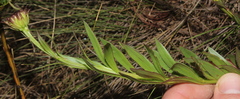 Callilepis laureola