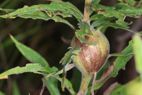 Unknown species found near Dane County, WI, USA