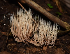 Pterulaceae