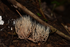 Pterulaceae