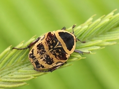 Euryomia argentea