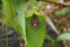 Pleurothallis lilijae