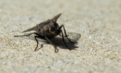Diptera