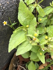 Galinsoga parviflora