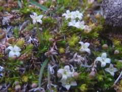 Galium perpusillum