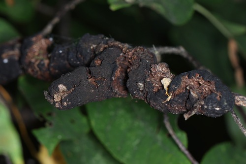 Apiosporina morbosa