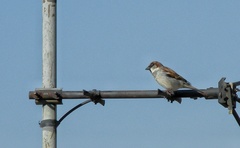 Passer domesticus