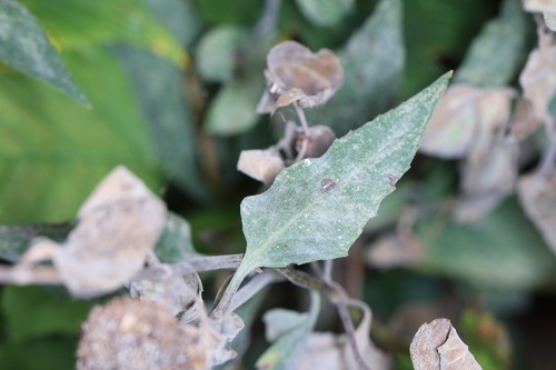 Golovinomyces monardae