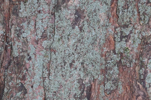Physcia millegrana