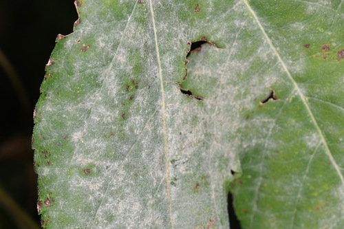 Erysiphaceae