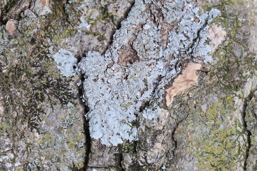 Physcia