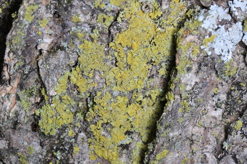 Xanthomendoza fallax