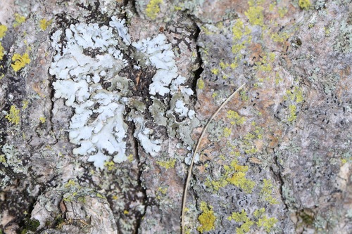 Physconia leucoleiptes