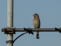 Haemorhous mexicanus