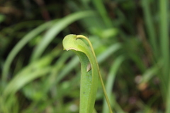 Pleurothallis lilijae