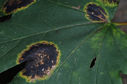 Rhytisma