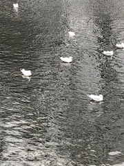 Chroicocephalus ridibundus