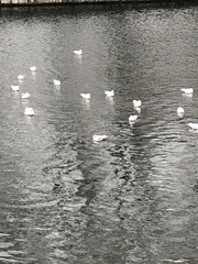 Chroicocephalus ridibundus