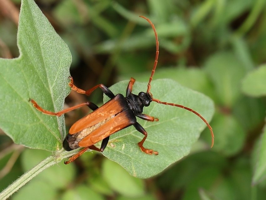 Apatophyseini