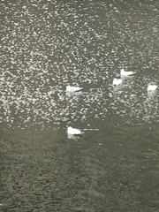 Chroicocephalus ridibundus