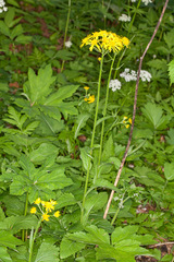 Doronicum austriacum