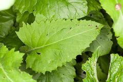 Doronicum austriacum