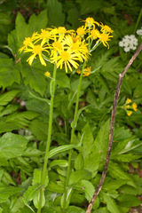 Doronicum austriacum