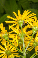 Doronicum austriacum
